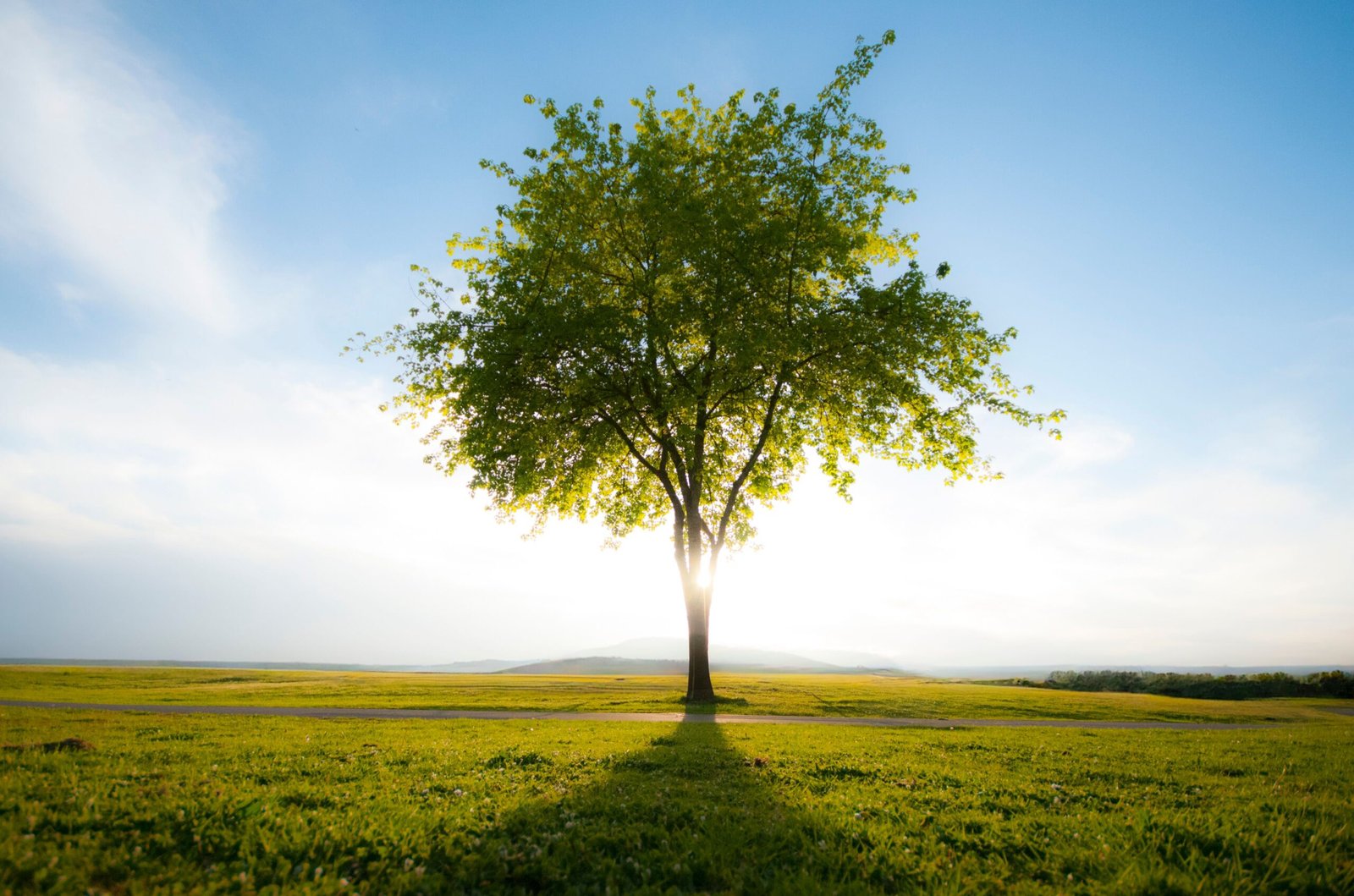 A sunlit tree symbolising growth and connection